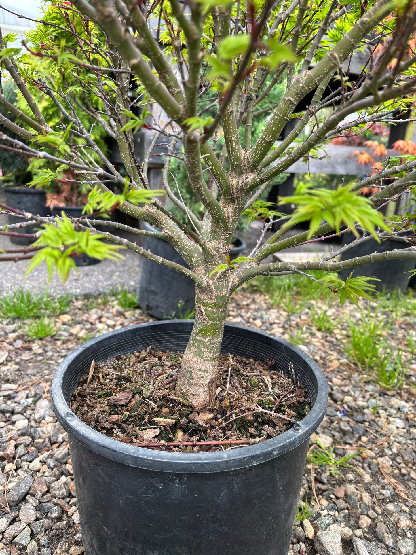Acer palmatum ‘Sharp’s Pygmy’
