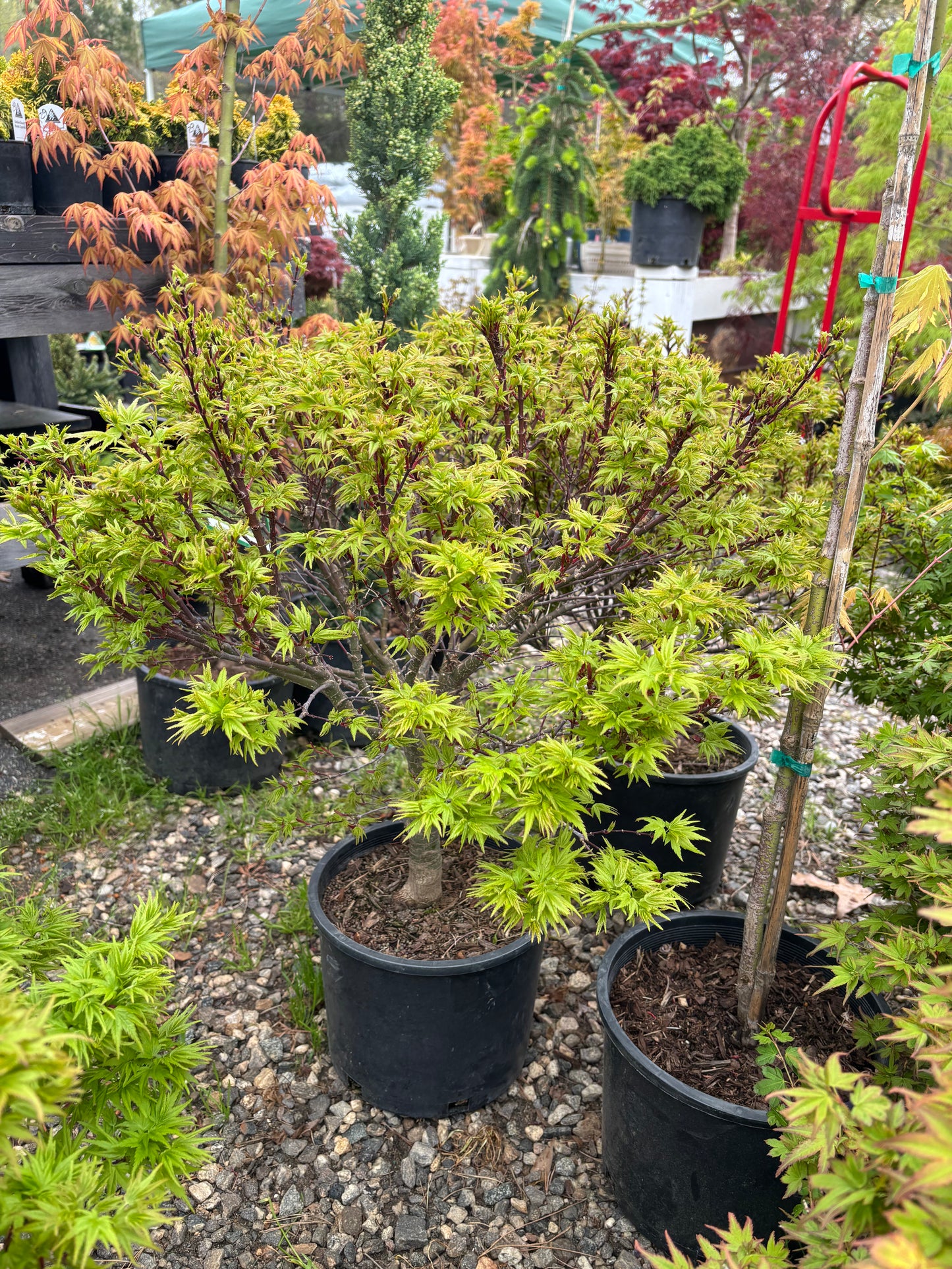 Acer palmatum ‘Sharp’s Pygmy’