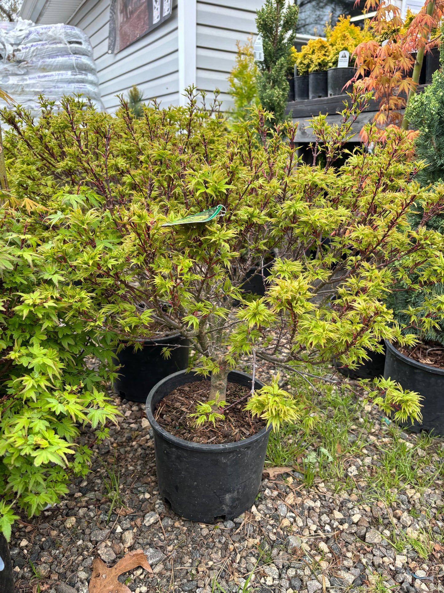 Acer palmatum ‘Sharp’s Pygmy’