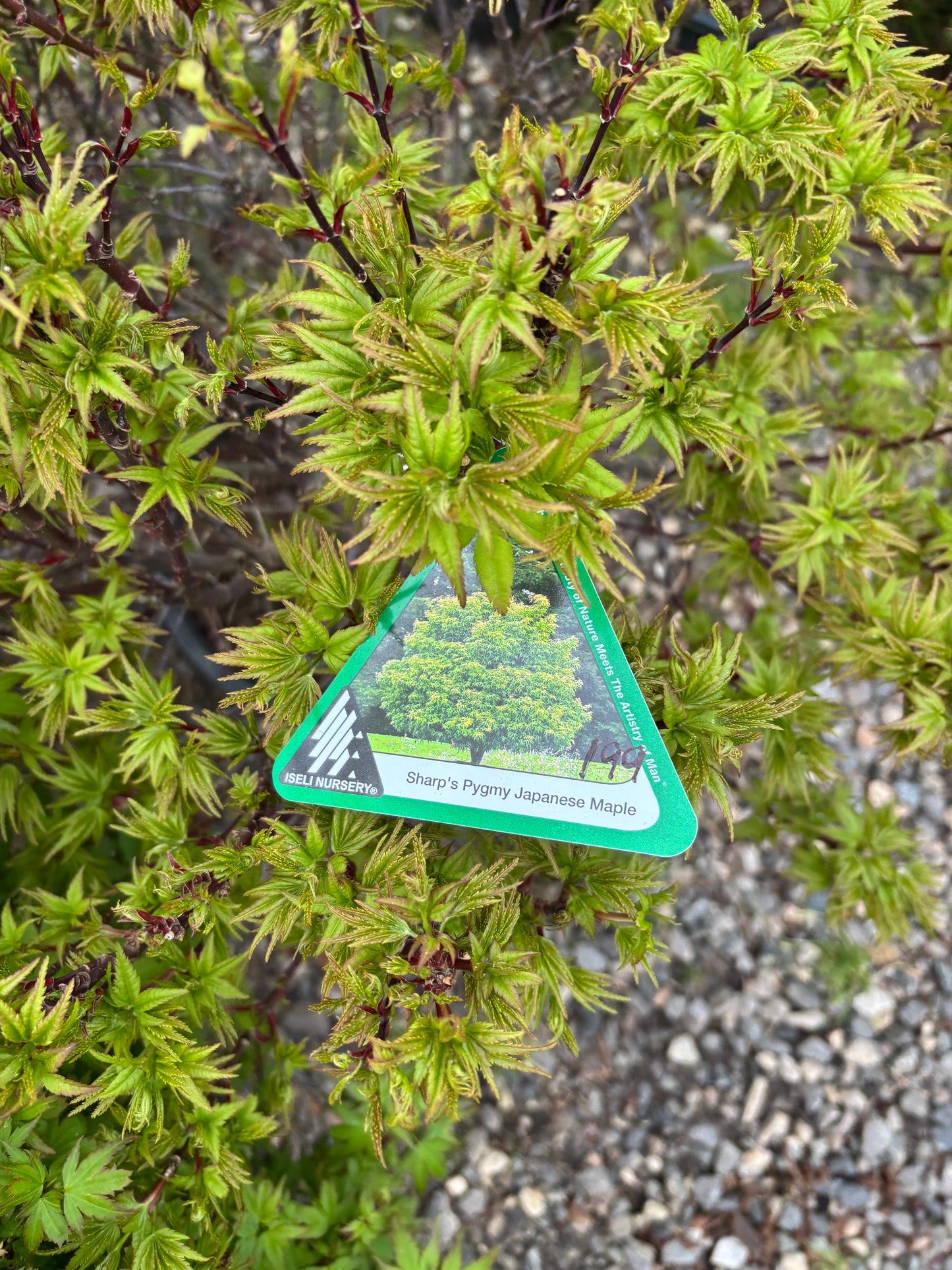 Acer palmatum ‘Sharp’s Pygmy’