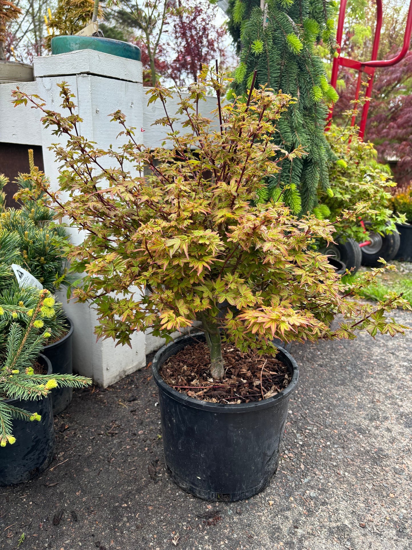 Acer palmatum 'Koto maru'