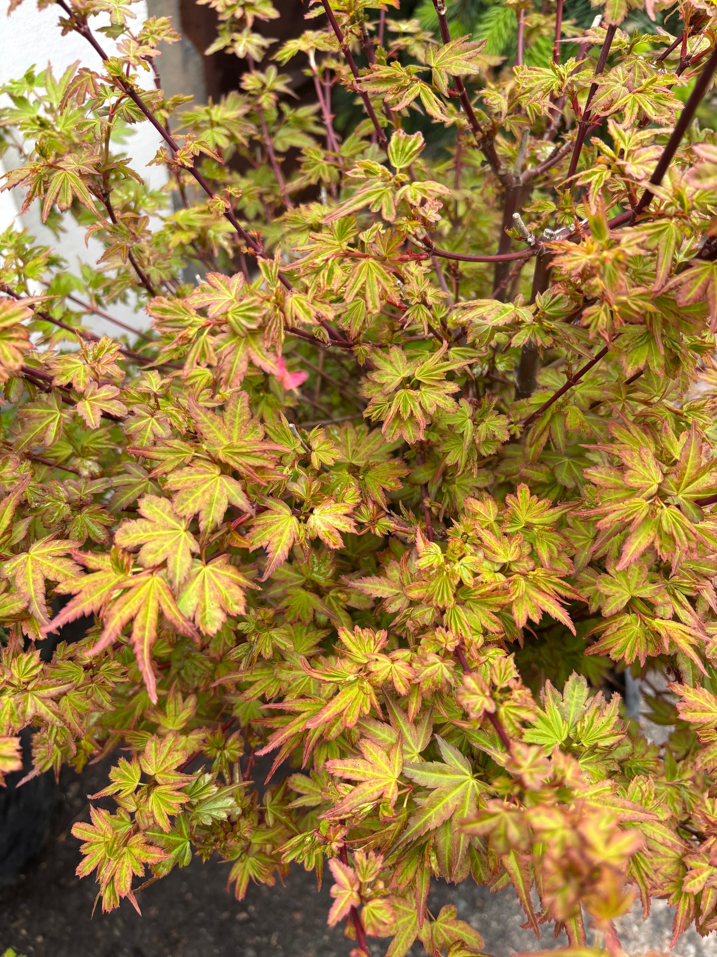 Acer palmatum 'Koto maru'