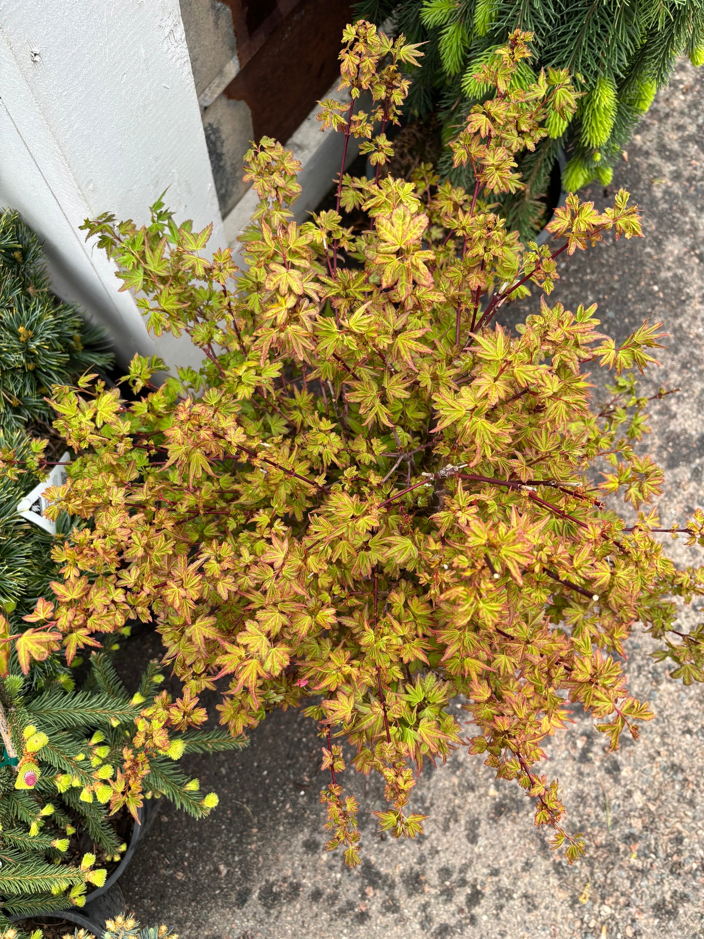 Acer palmatum 'Koto maru'