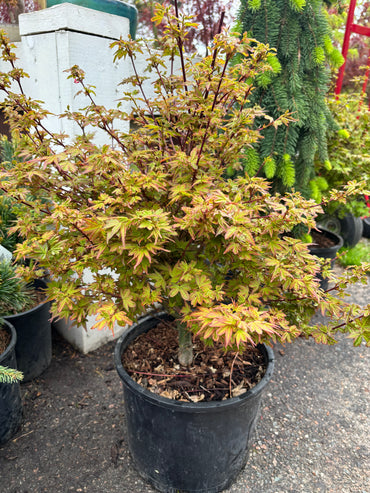 Acer palmatum 'Koto maru'