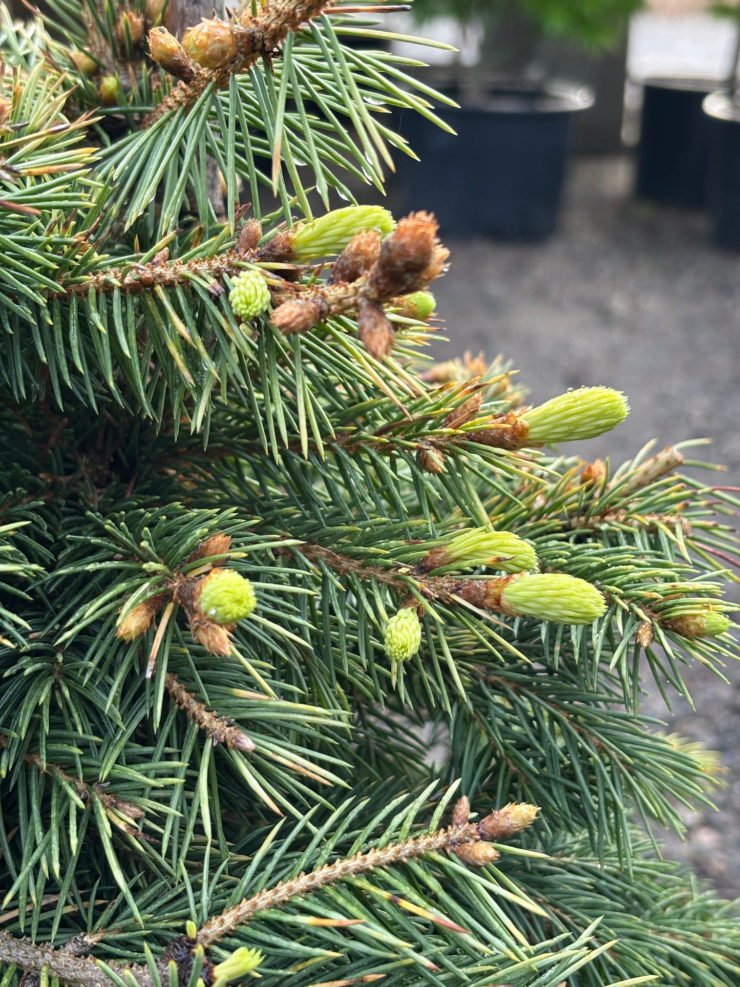 Picea pungens ‘Lantern Fire’