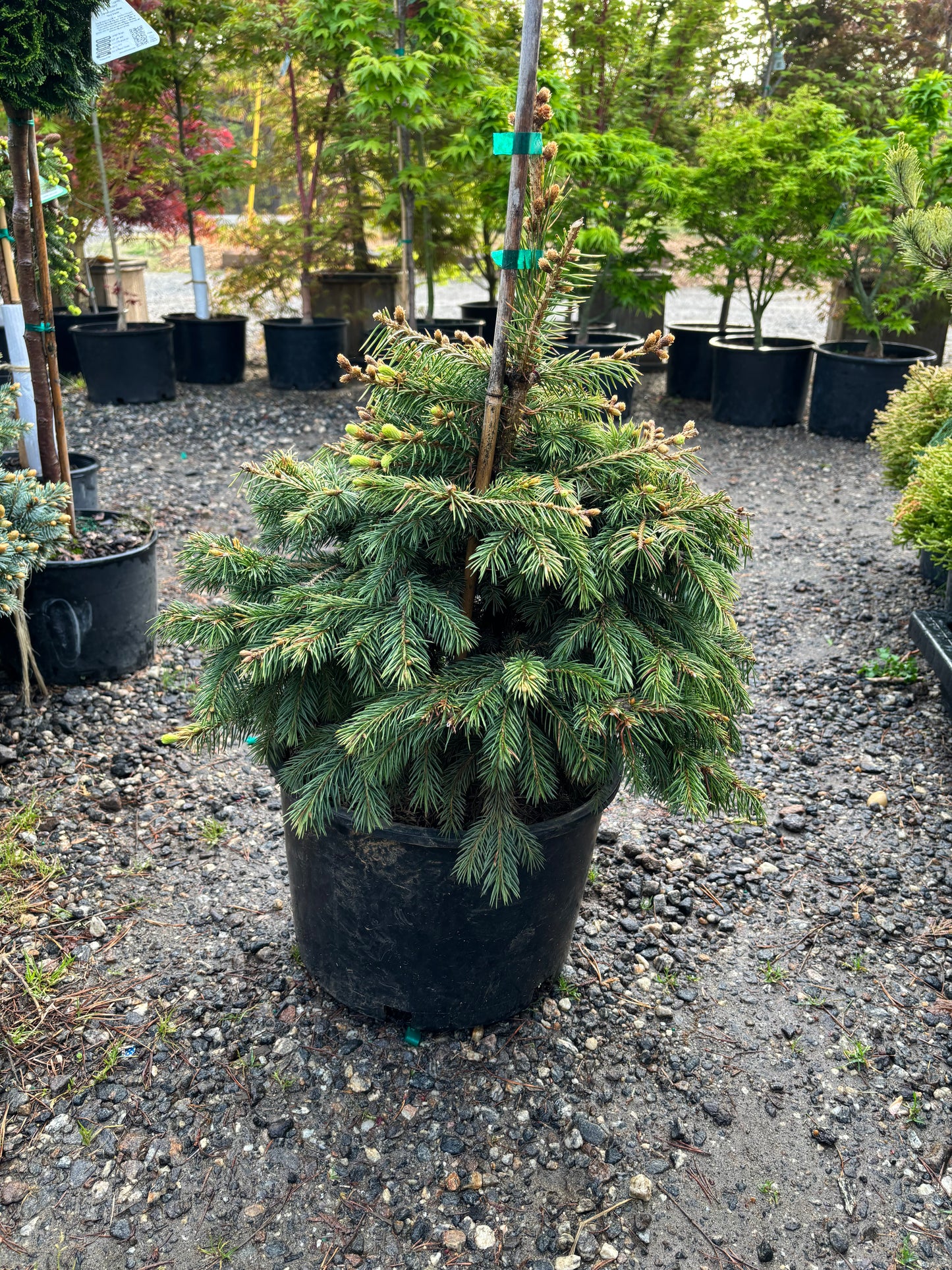 Picea pungens ‘Lantern Fire’