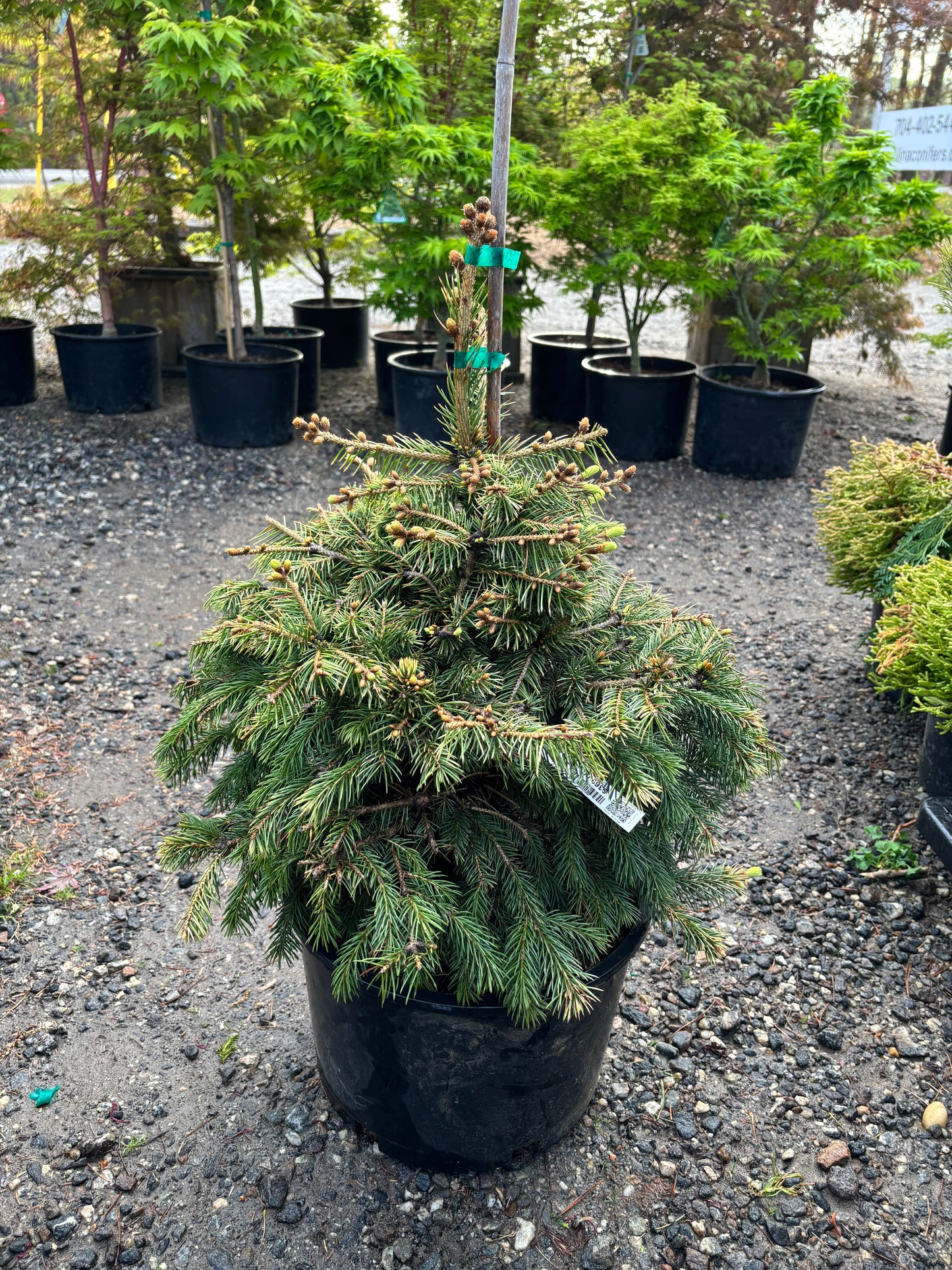 Picea pungens ‘Lantern Fire’