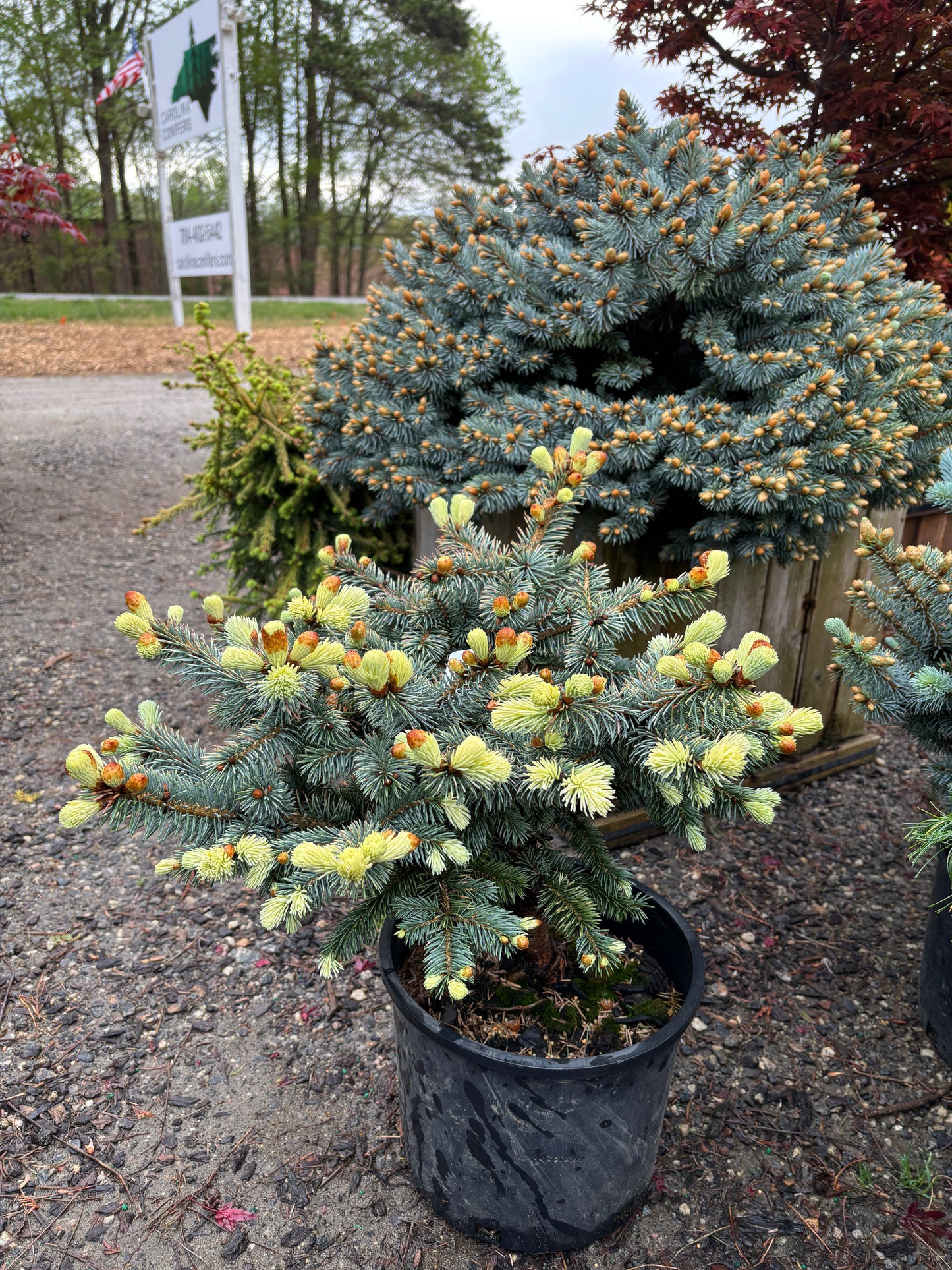 Picea pungens ‘Niemetz’ Spring Gold Colorado Blue Spruce
