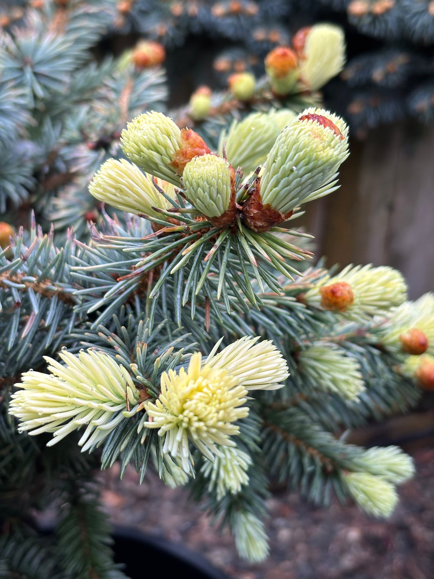 Picea pungens ‘Niemetz’ Spring Gold Colorado Blue Spruce