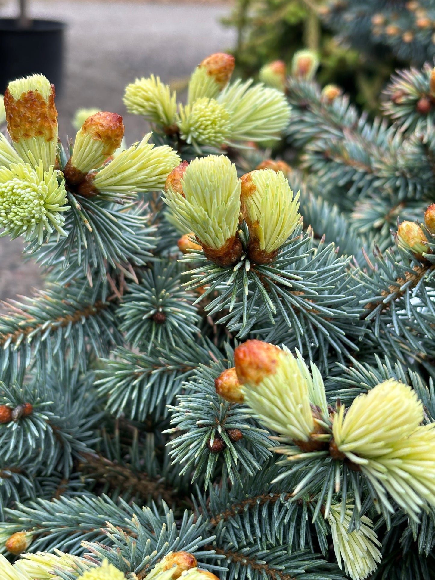 Picea pungens ‘Niemetz’ Spring Gold Colorado Blue Spruce