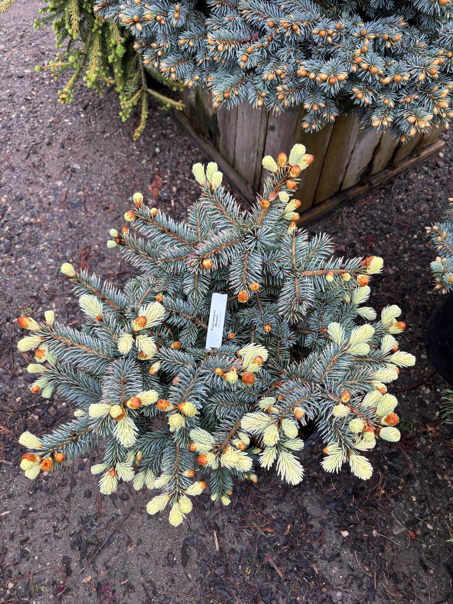 Picea pungens ‘Niemetz’ Spring Gold Colorado Blue Spruce