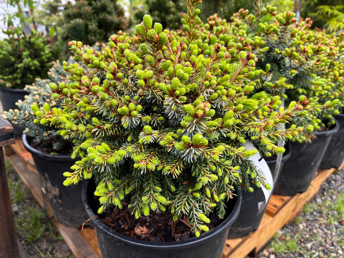 Picea omorika 'Golden Midget'