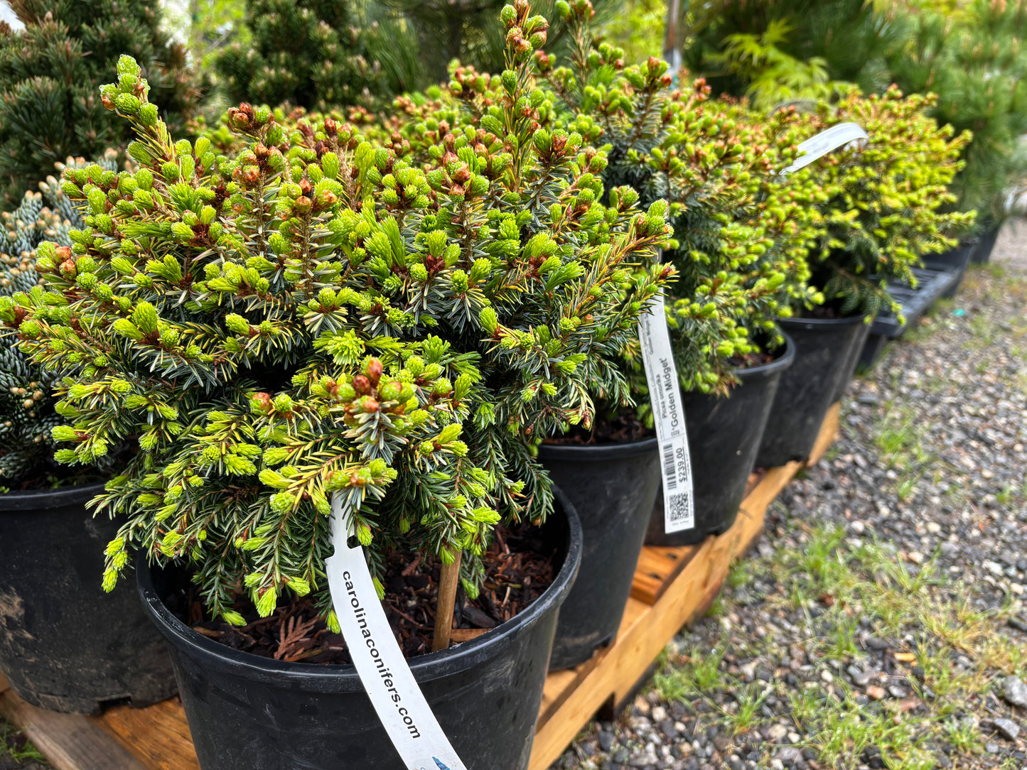 Picea omorika 'Golden Midget'