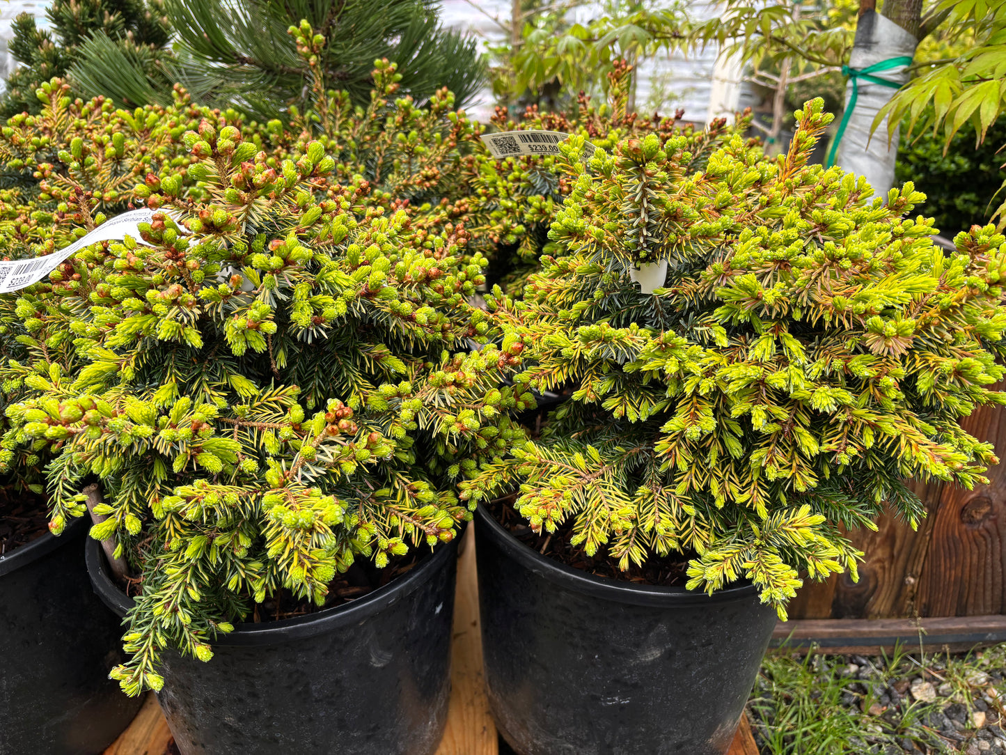 Picea omorika 'Golden Midget'