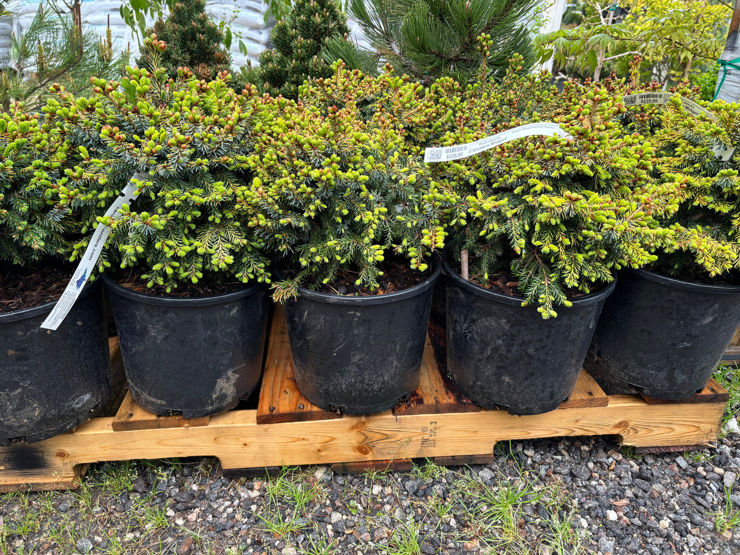 Picea omorika 'Golden Midget'