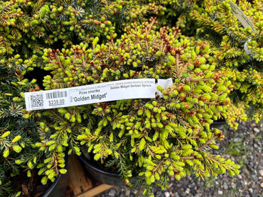 Picea omorika 'Golden Midget'