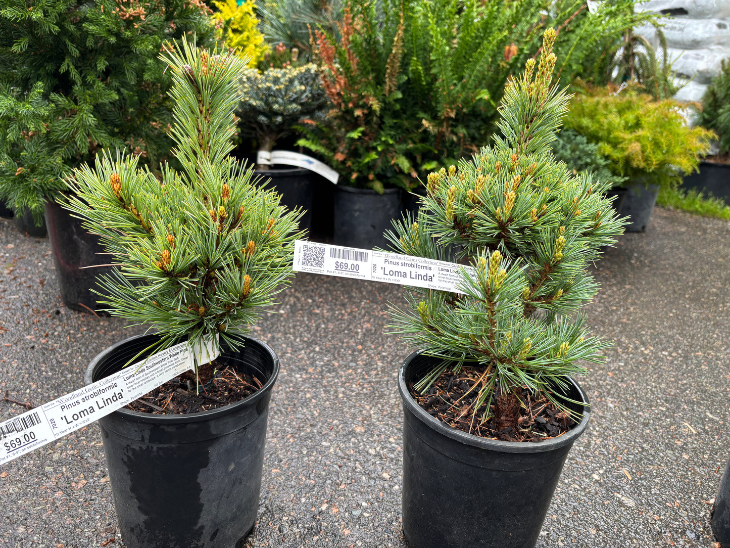 Pinus strobiformis ‘Loma Linda’