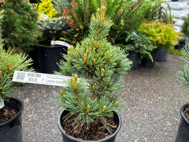 Pinus strobiformis ‘Loma Linda’