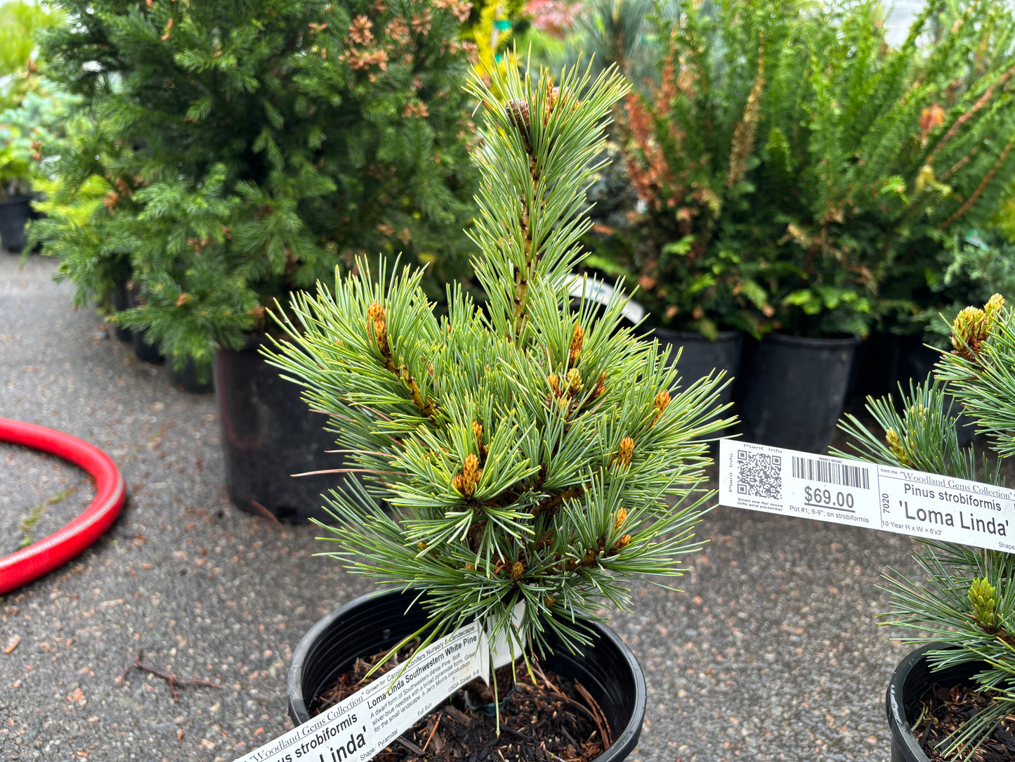 Pinus strobiformis ‘Loma Linda’