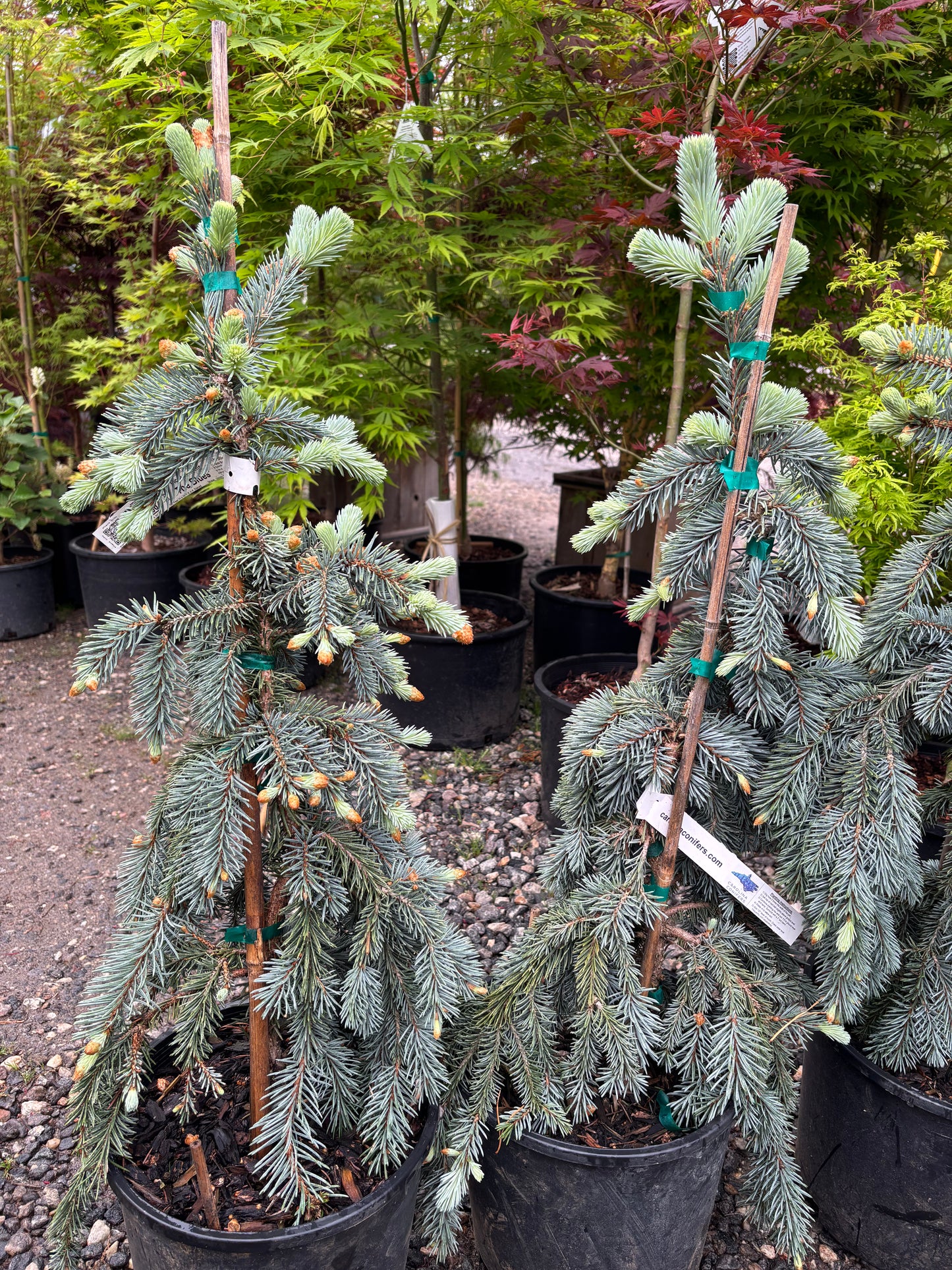 Picea pungens ‘The Blues’