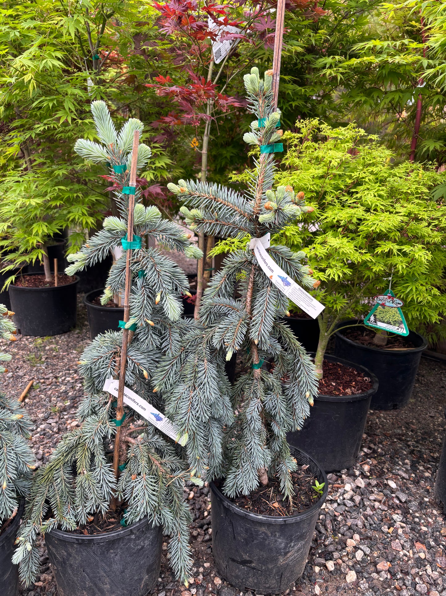 Picea pungens ‘The Blues’