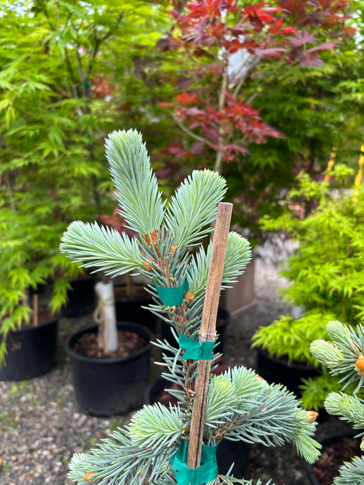 Picea pungens ‘The Blues’