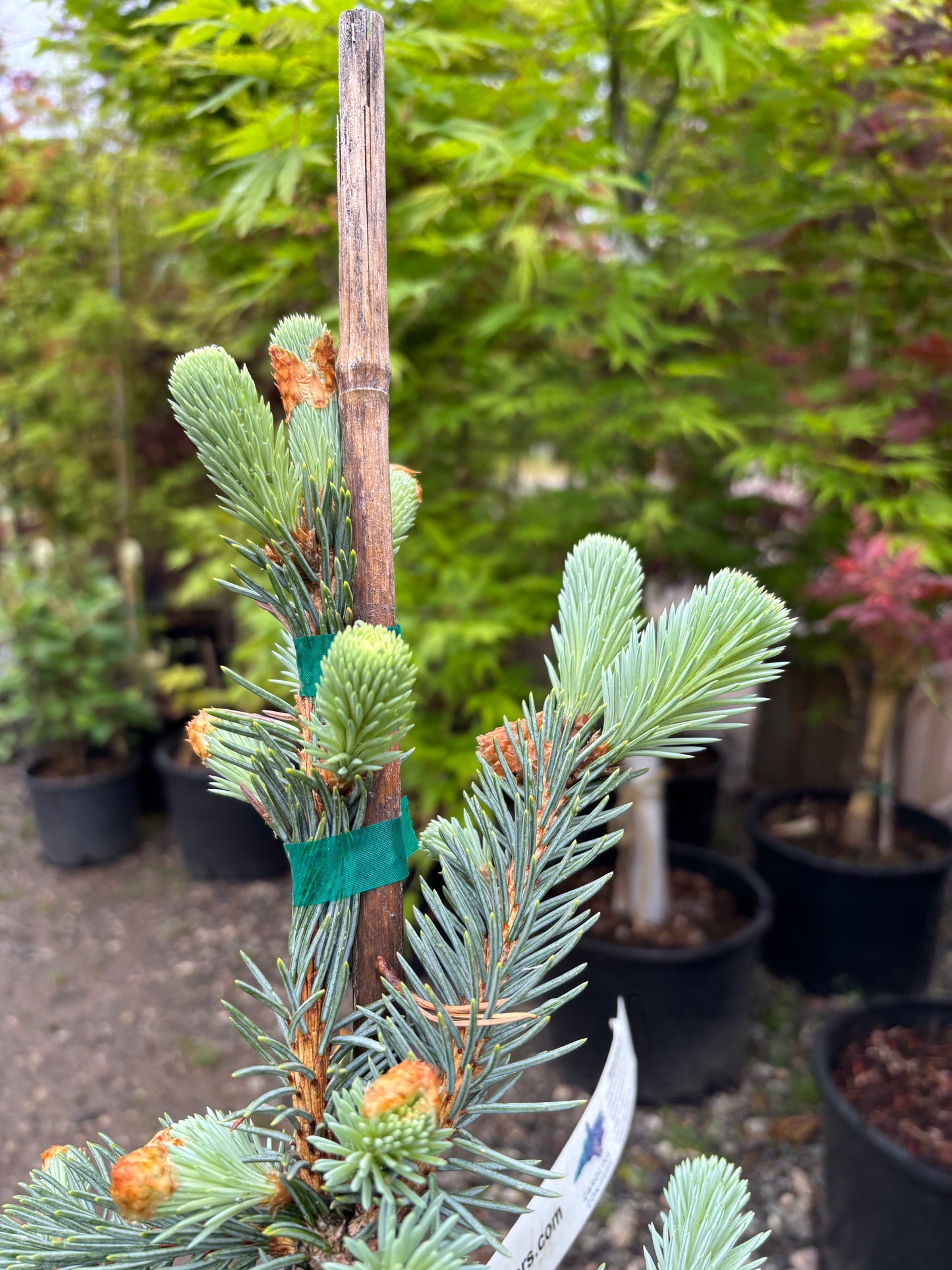 Picea pungens ‘The Blues’