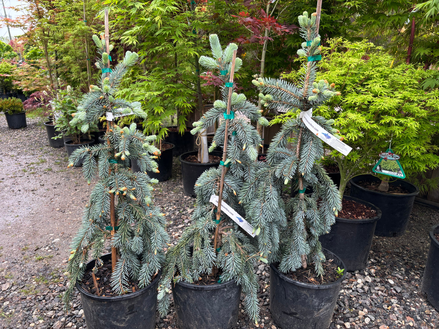 Picea pungens ‘The Blues’