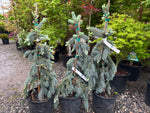 Picea pungens ‘The Blues’