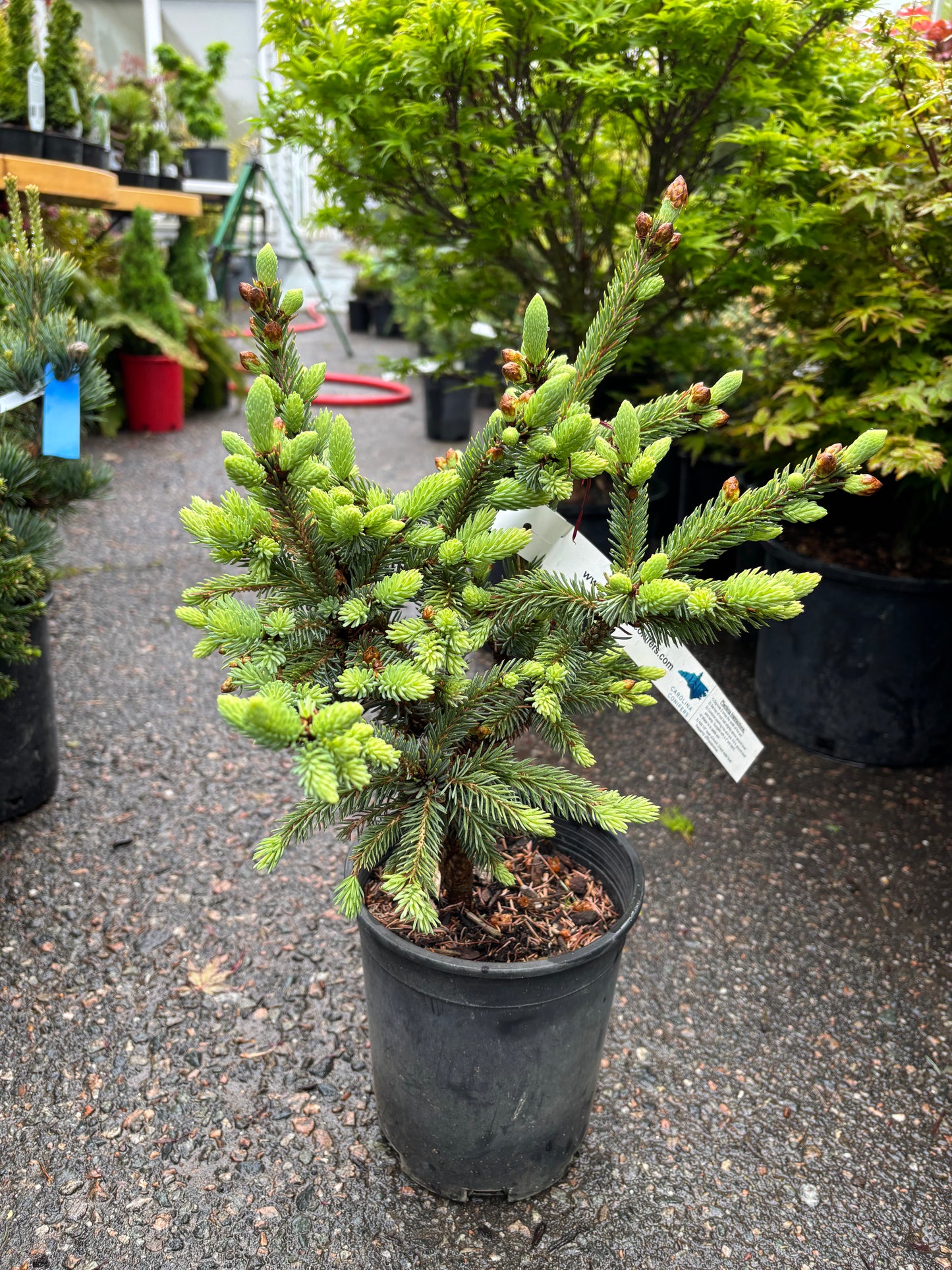 Picea glauca ‘Cecilia’