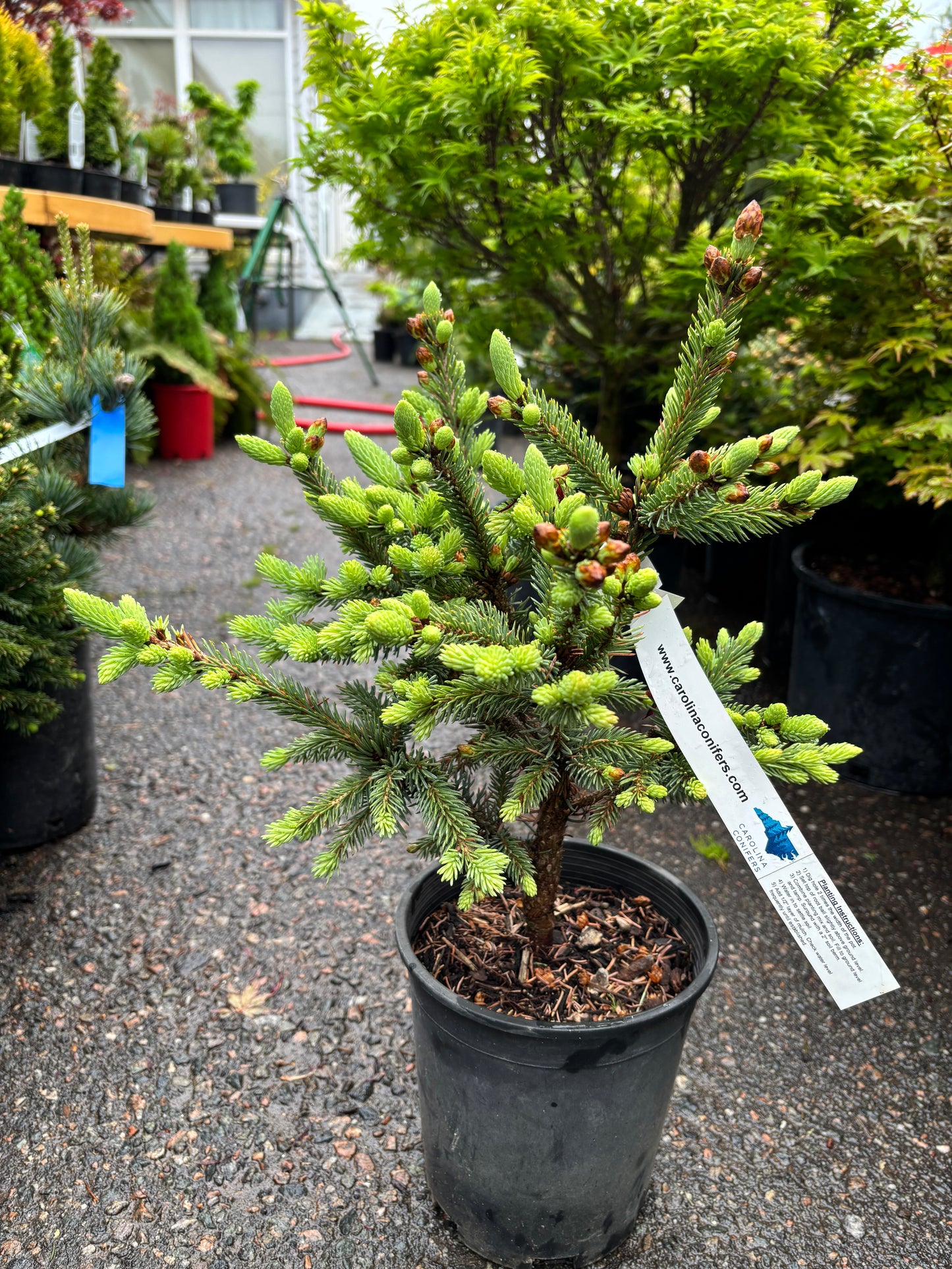 Picea glauca ‘Cecilia’