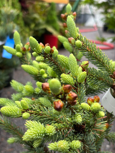 Picea glauca ‘Cecilia’