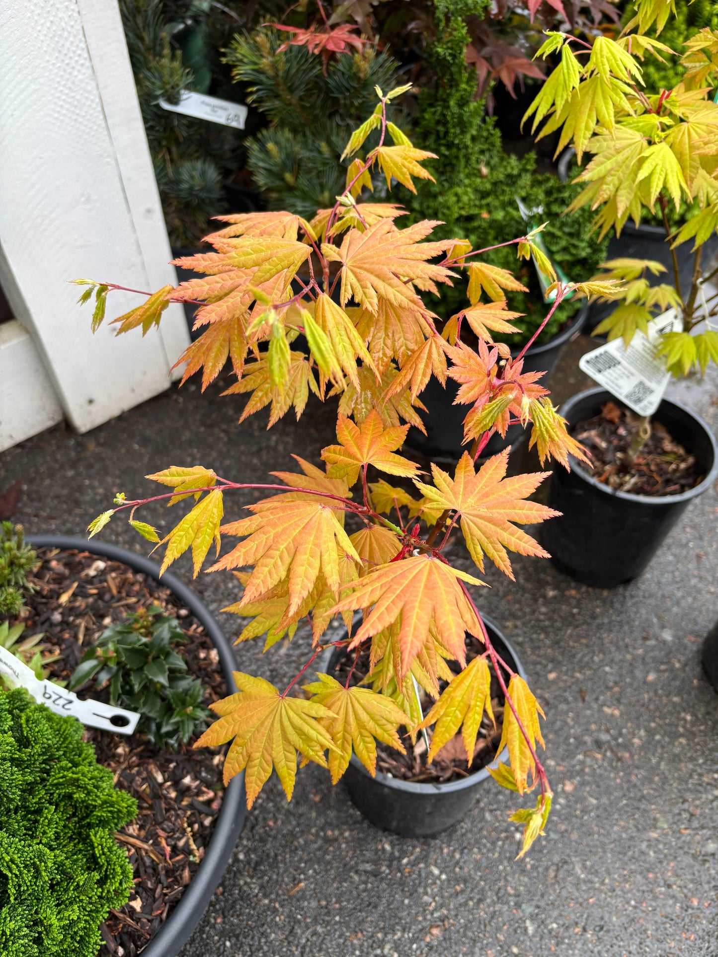 Acer shirasawanum 'Autumn Moon'