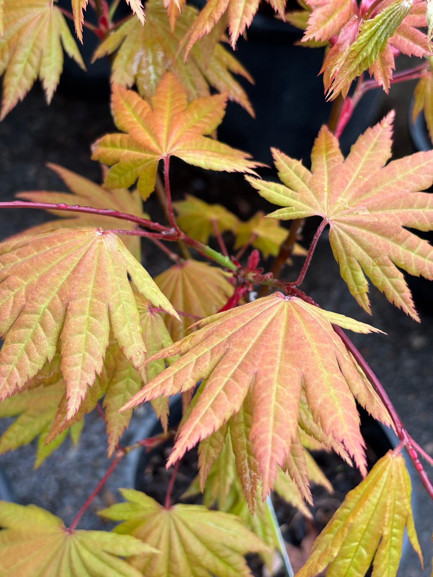 Acer shirasawanum 'Autumn Moon'