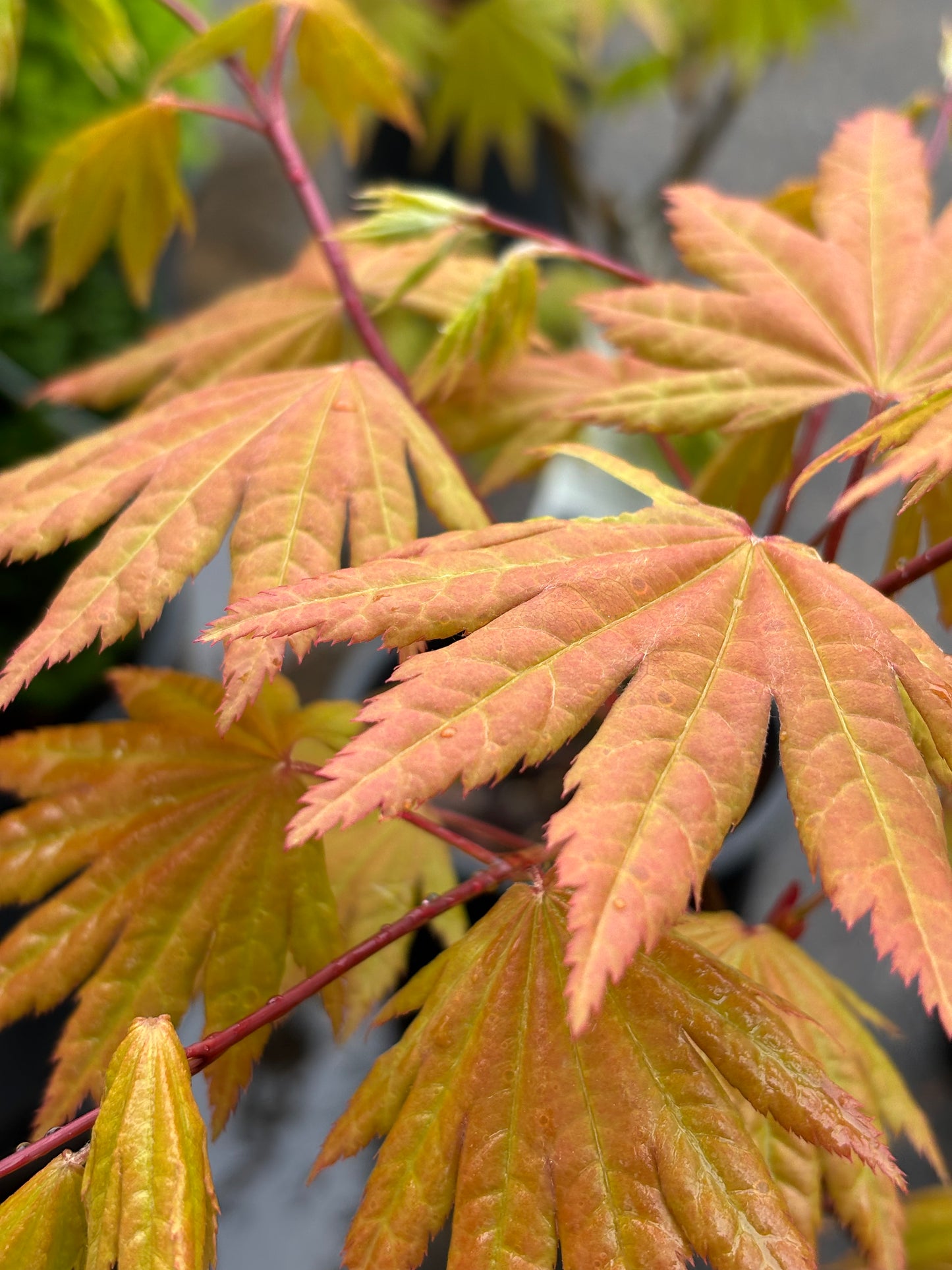 Acer shirasawanum 'Autumn Moon'