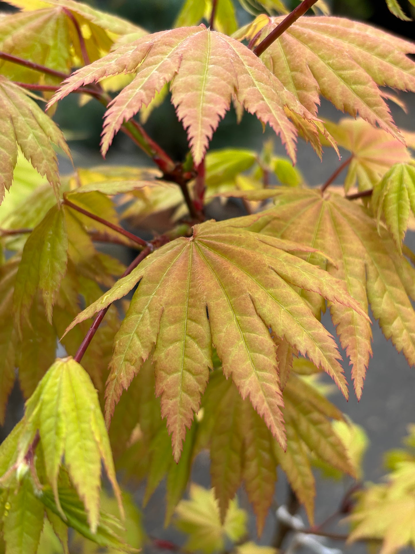 Acer shirasawanum 'Autumn Moon'