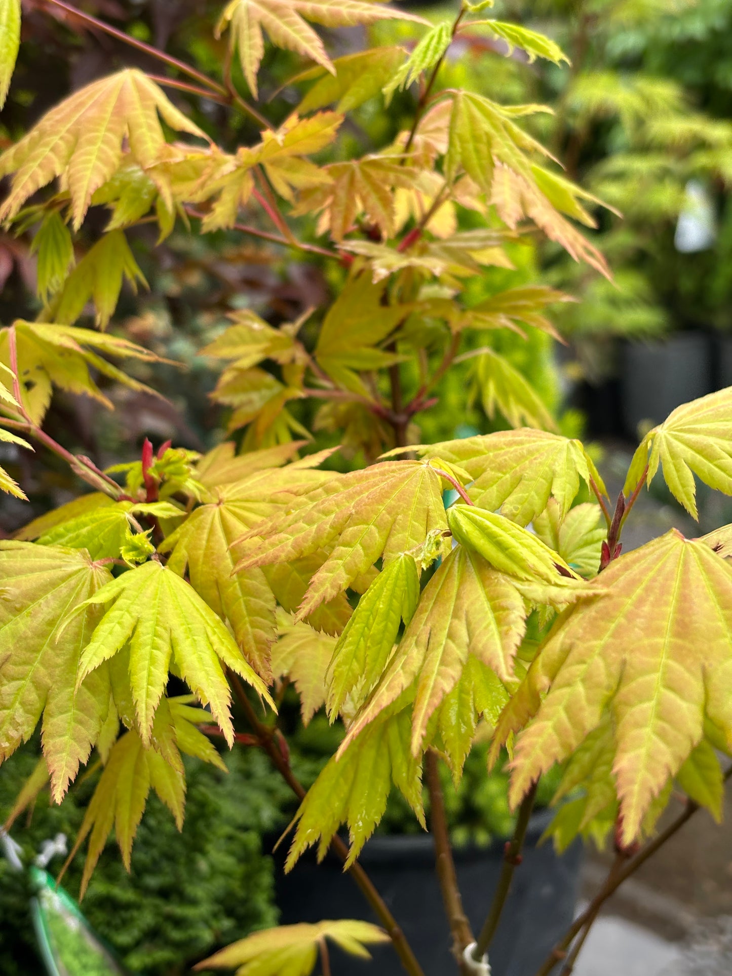 Acer shirasawanum 'Autumn Moon'