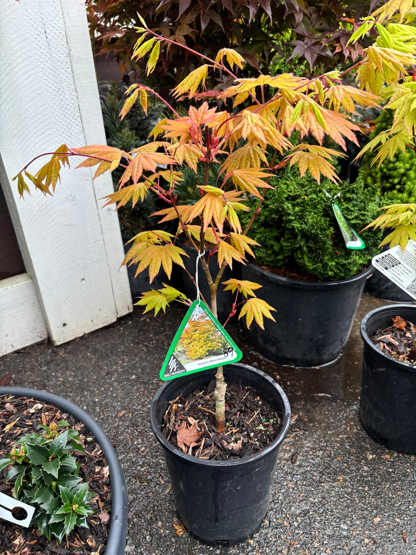Acer shirasawanum 'Autumn Moon'