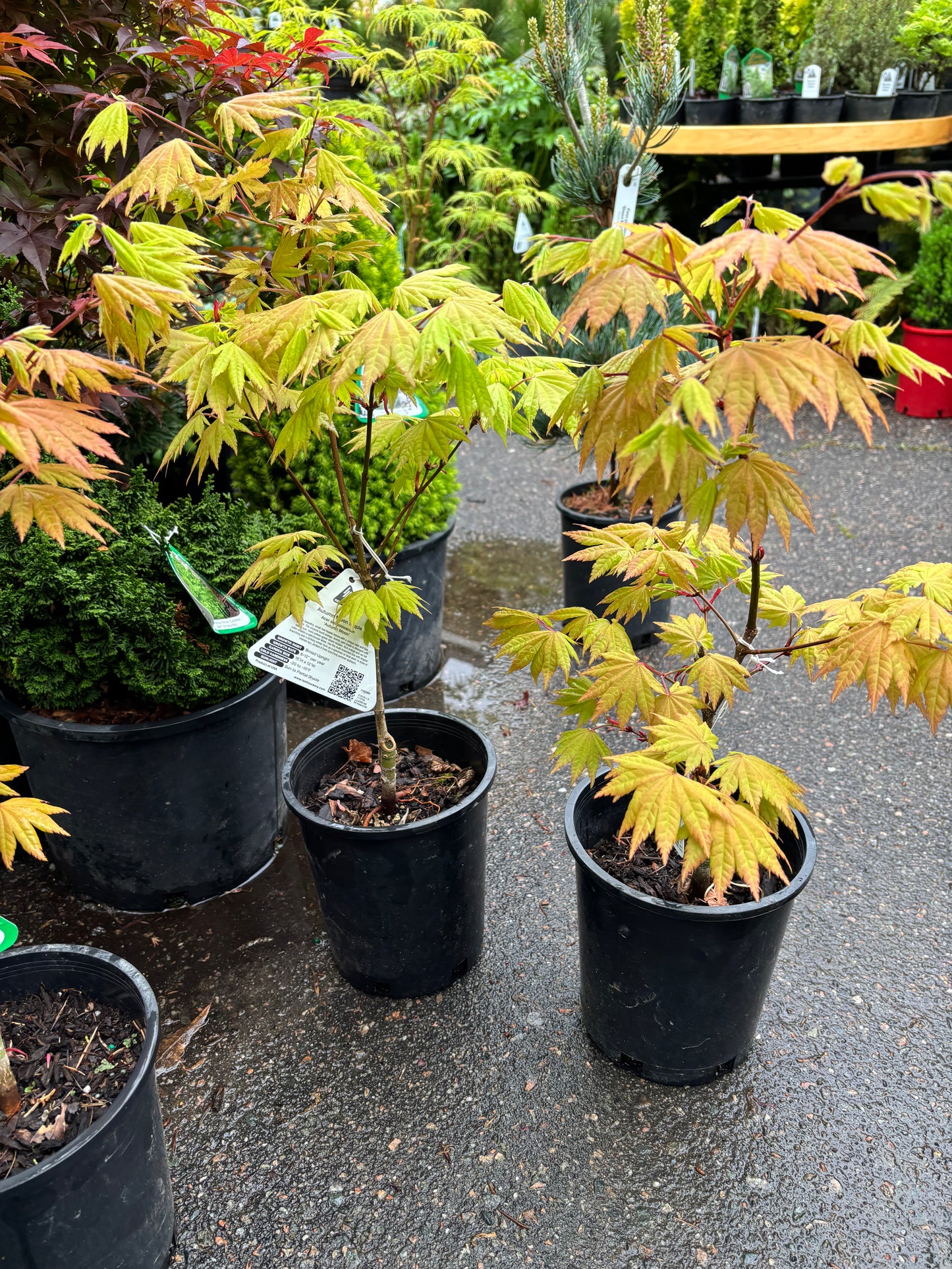 Acer shirasawanum 'Autumn Moon'