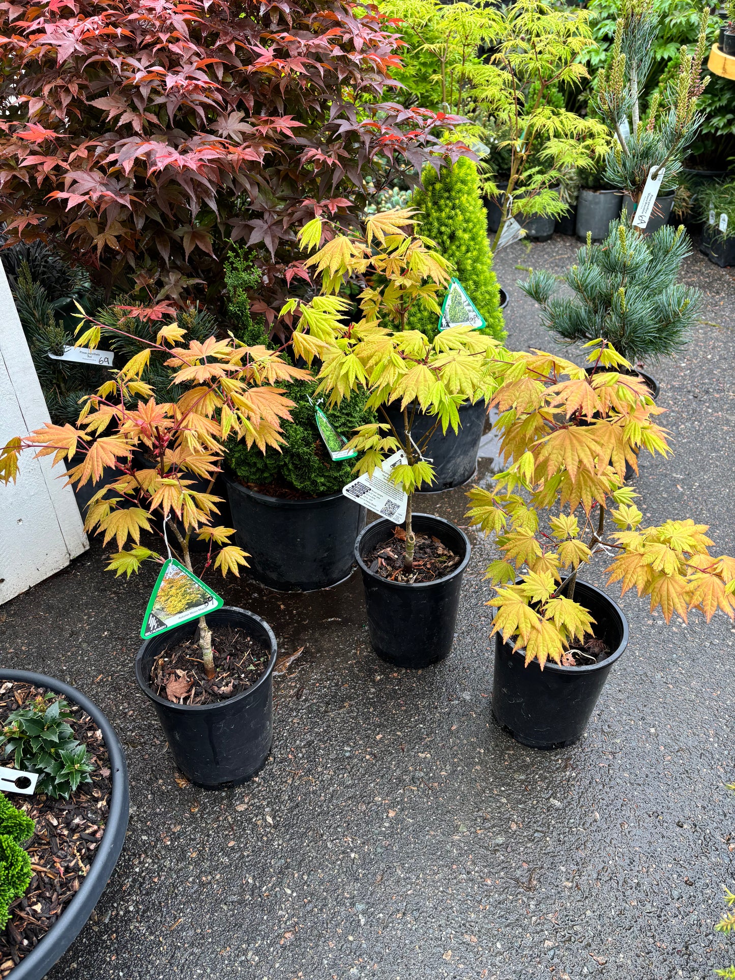 Acer shirasawanum 'Autumn Moon'