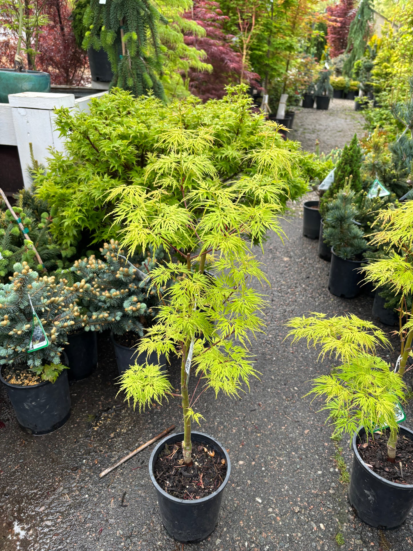 Acer palmatum dissectum 'Seiryu'