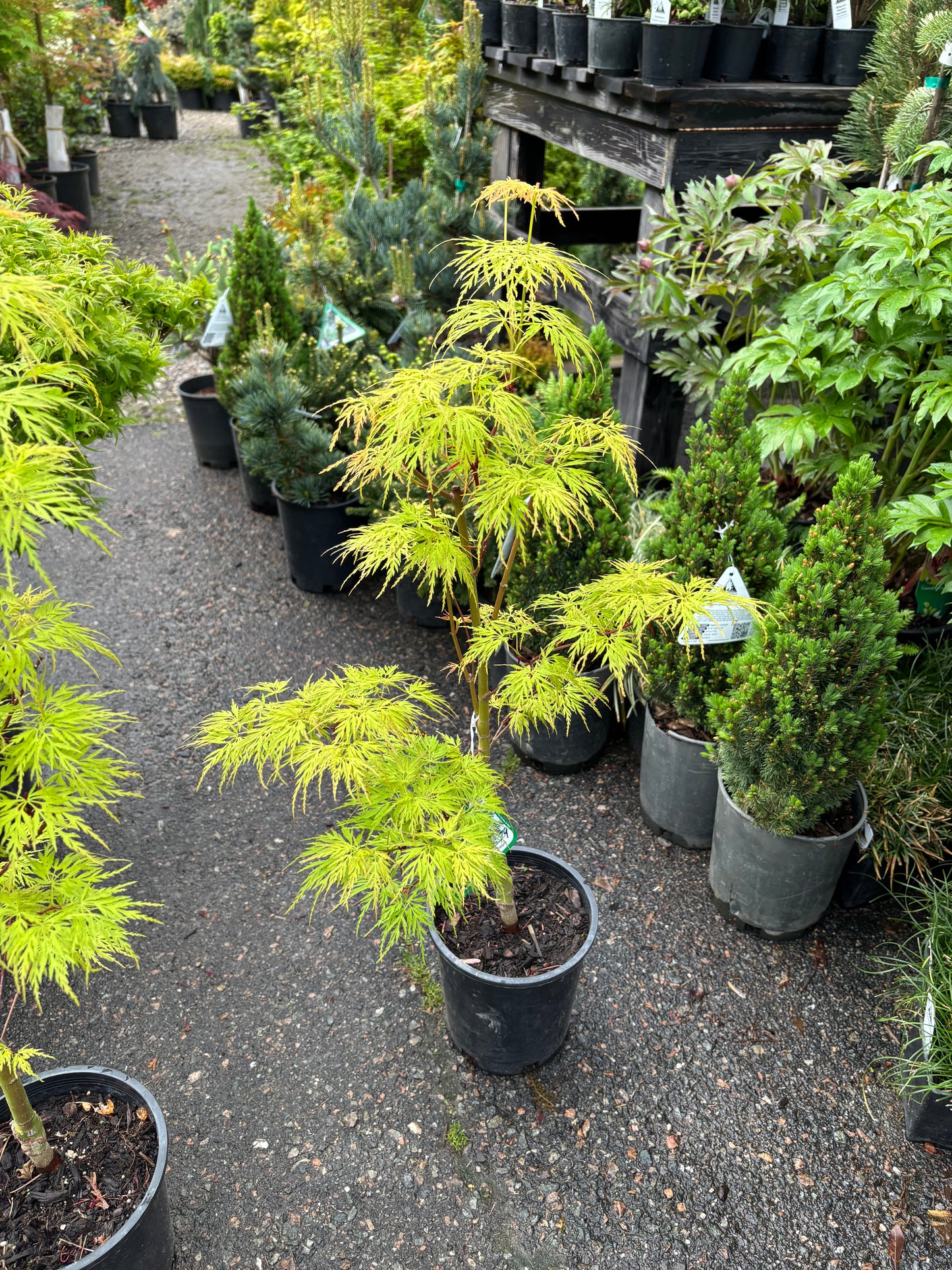 Acer palmatum dissectum 'Seiryu'