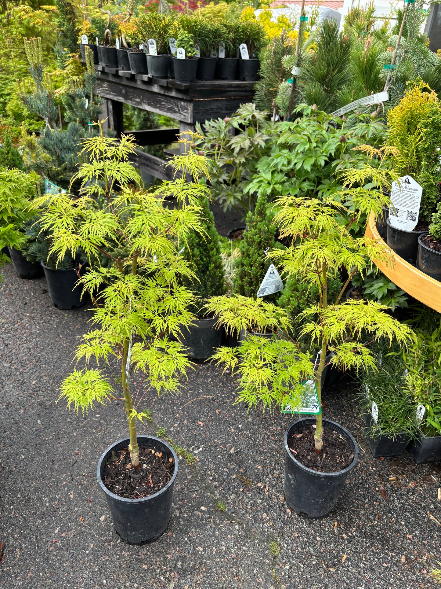 Acer palmatum dissectum 'Seiryu'