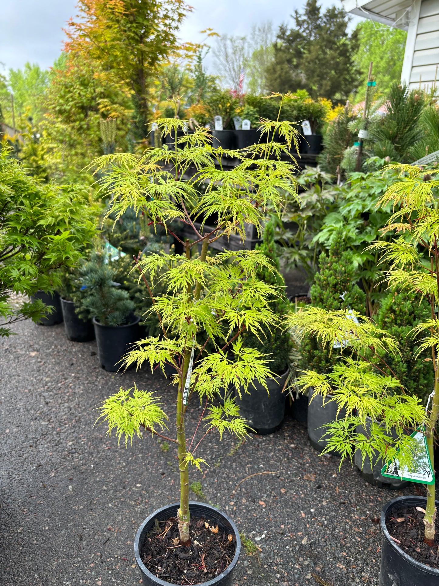 Acer palmatum dissectum 'Seiryu'