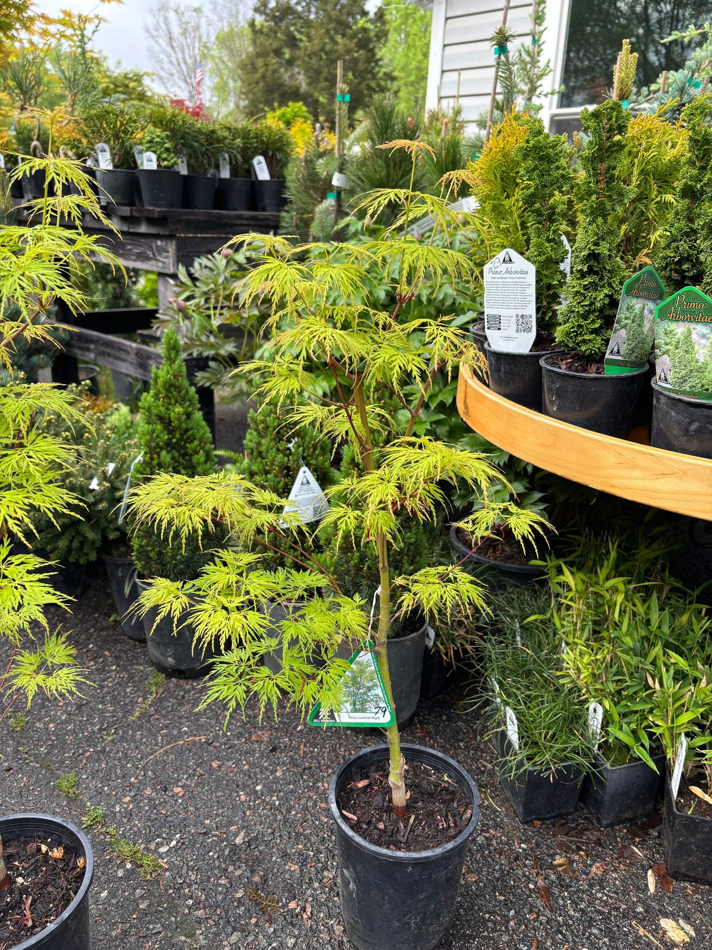 Acer palmatum dissectum 'Seiryu'