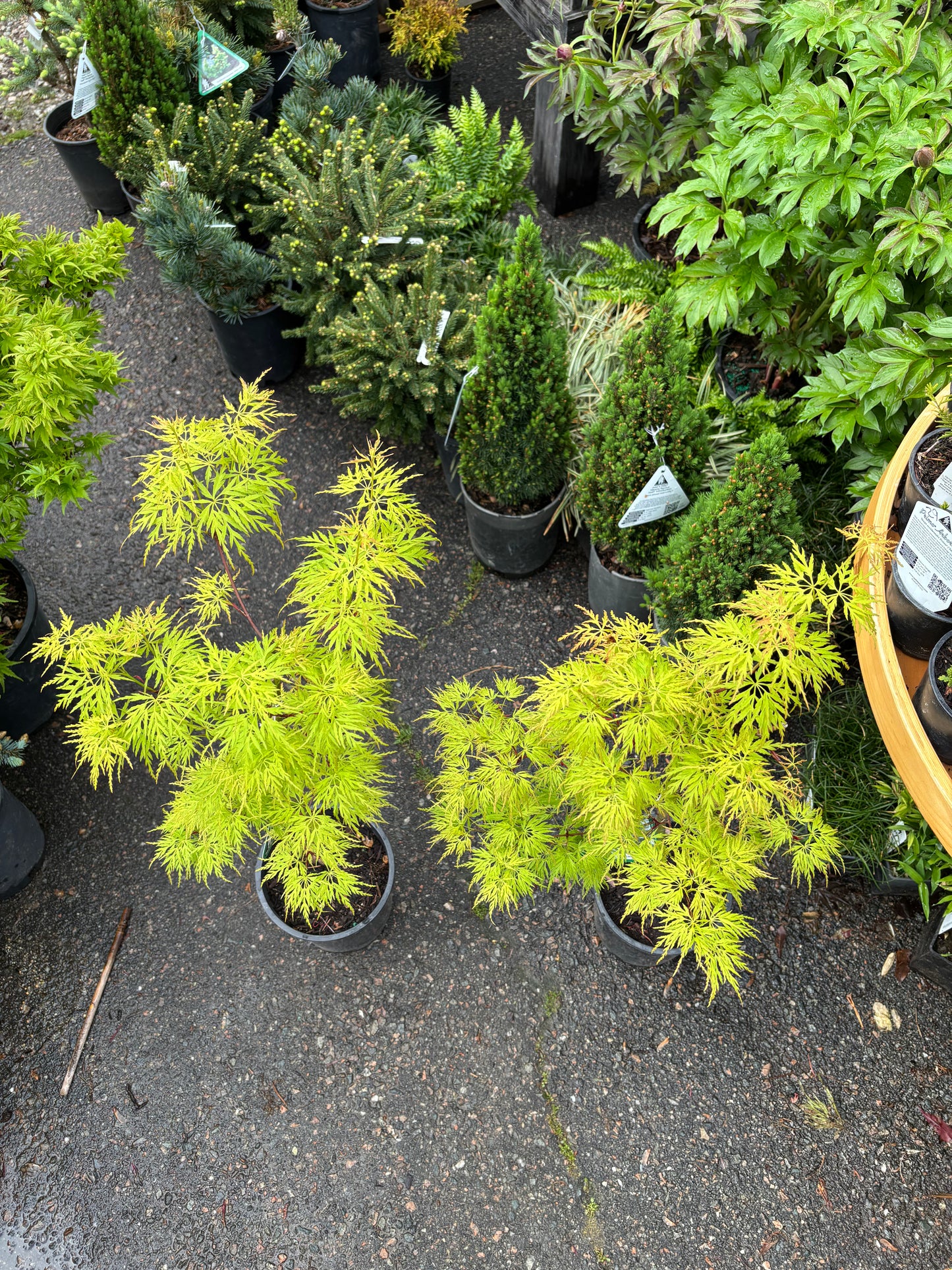 Acer palmatum dissectum 'Seiryu'