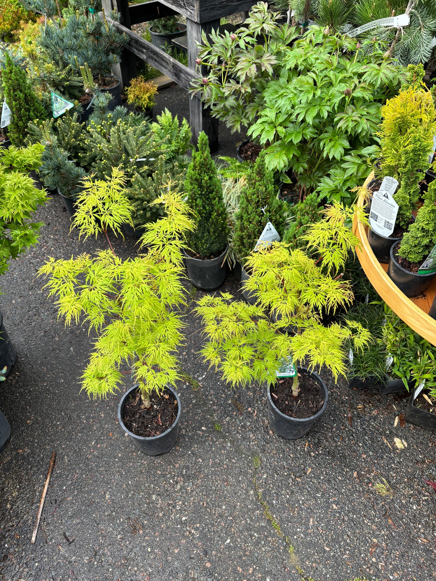 Acer palmatum dissectum 'Seiryu'