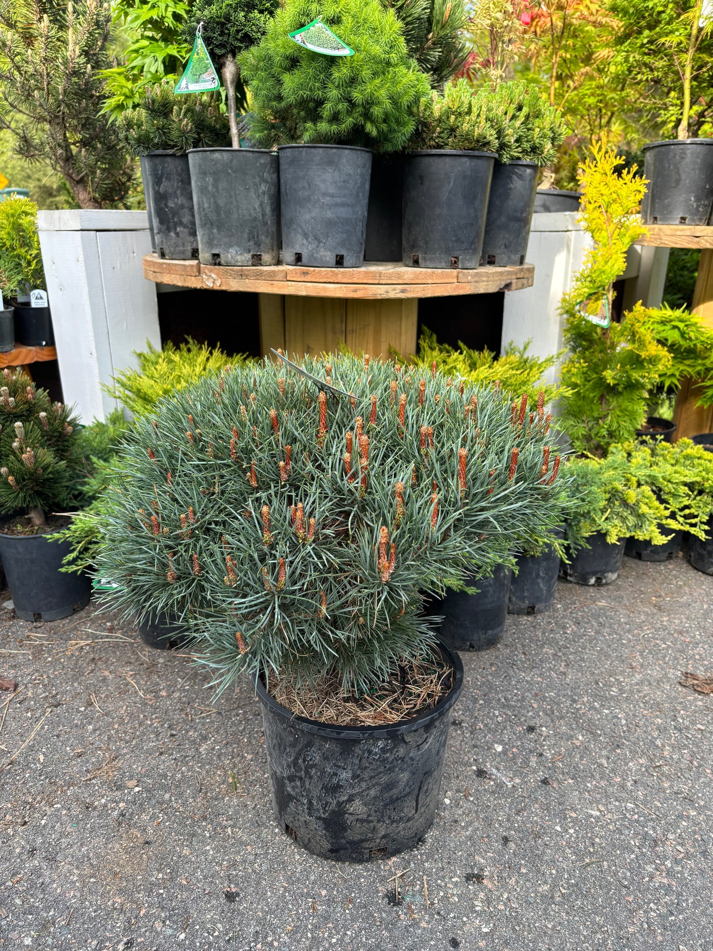 Pinus sylvestris ‘Glauca Nana’ Dwarf Blue Scots Pine