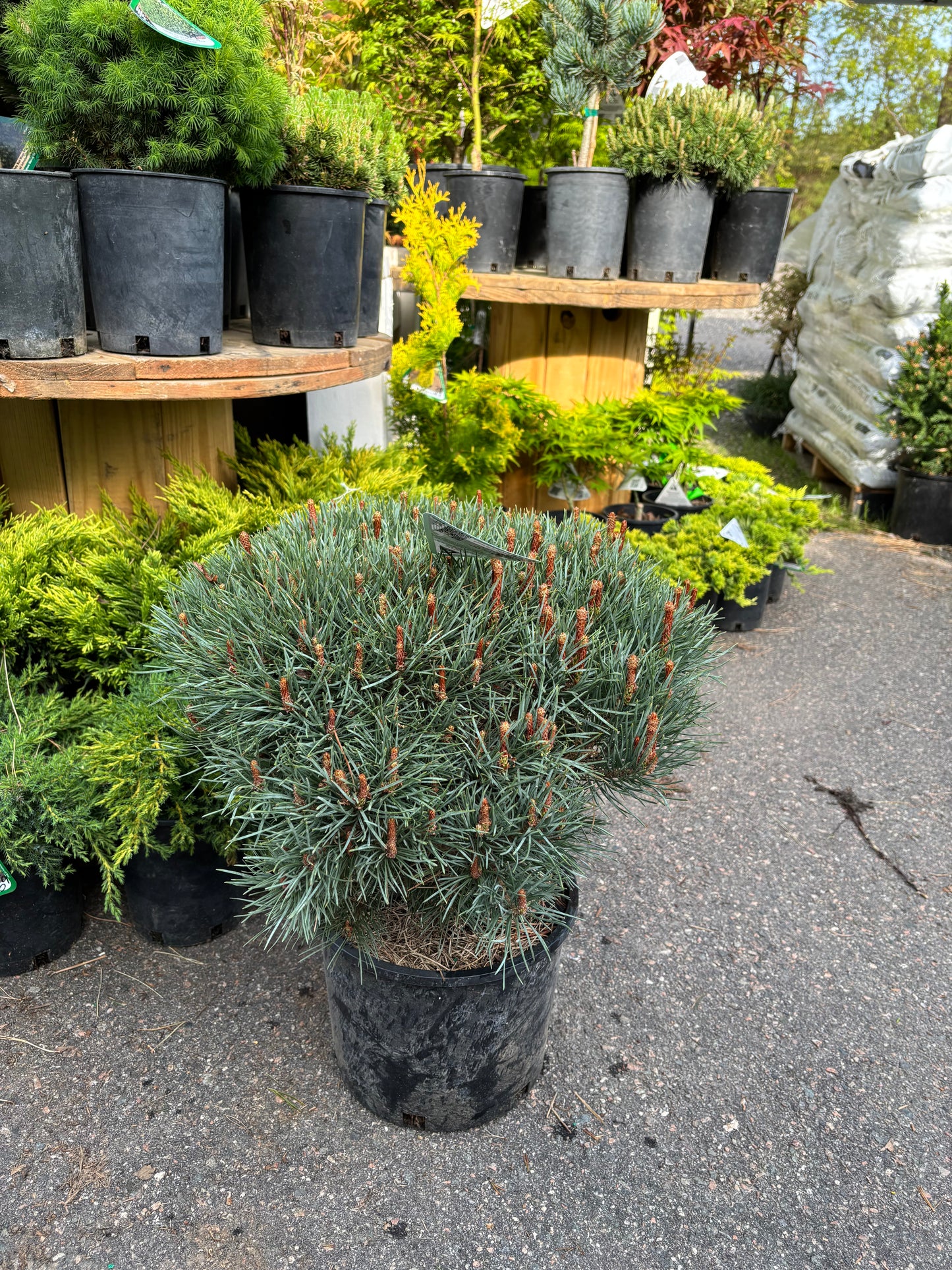 Pinus sylvestris ‘Glauca Nana’ Dwarf Blue Scots Pine