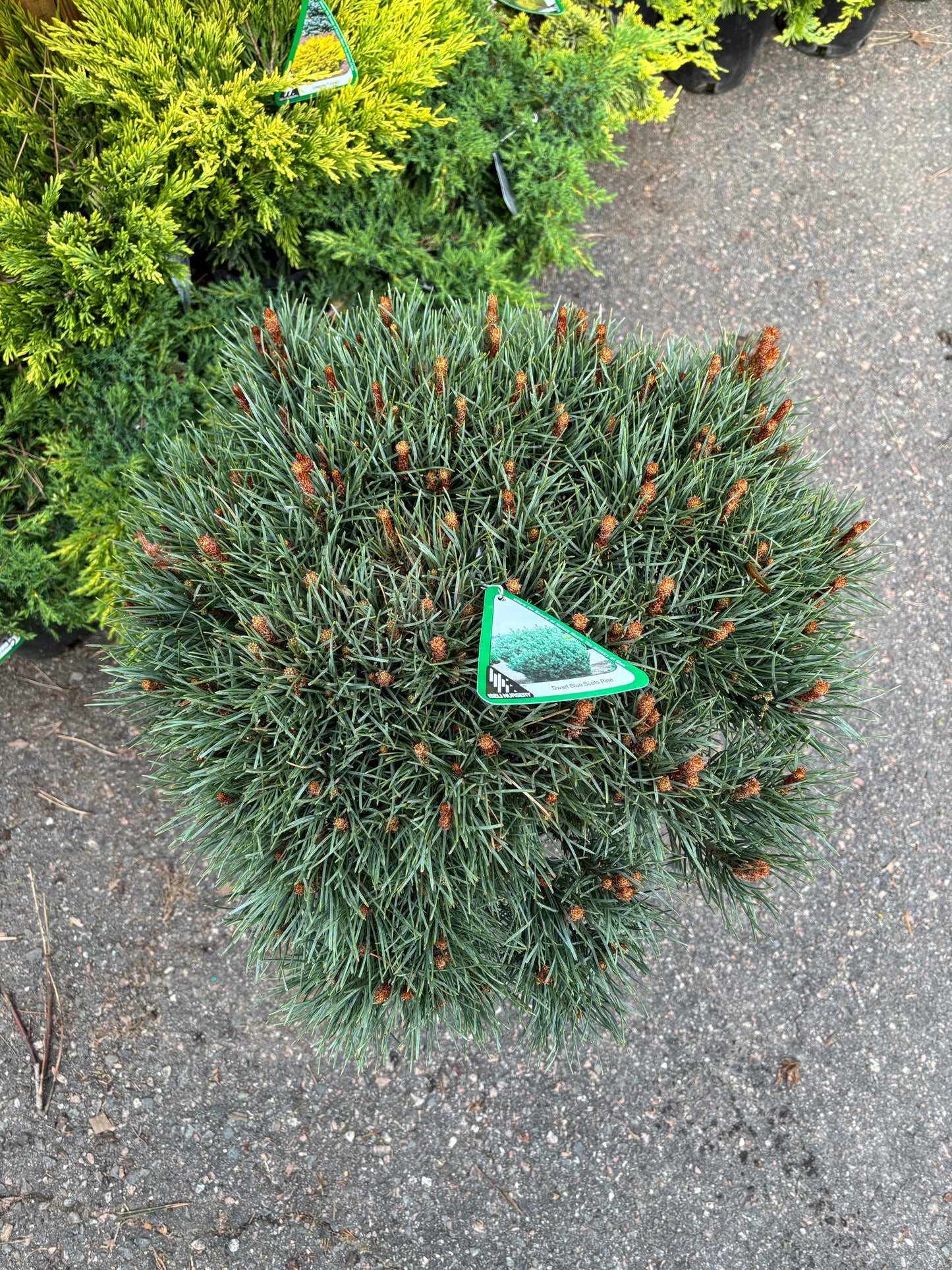 Pinus sylvestris ‘Glauca Nana’ Dwarf Blue Scots Pine